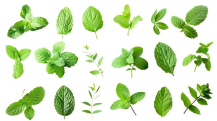 Set of mint leaves isolated on white or transparent background png cutout
