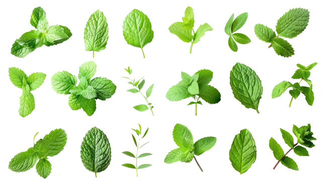 Set of mint leaves isolated on white or transparent background png cutout