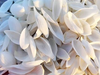 Background of little flowers petals on wooden texture. White flowers petals pattern on wooden...
