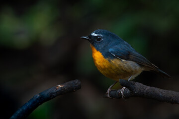 Male snowy-browed flycatcher ficedula hyperythra perching on a branch , natural bokeh background