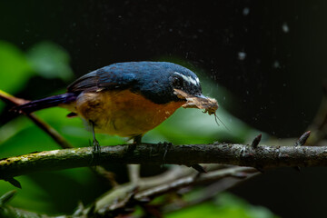 male snowy-browed flycatcher ficedula hyperythra catching moth with its beak to feed the chicks, with natural bokeh background