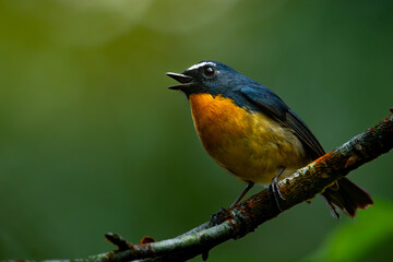 Male snowy-browed flycatcher ficedula hyperythra perching on a branch , natural bokeh background