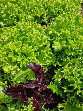 Potager avec semis et belles plantes de salades dans la terre. Esth&eacute;tique vert, format portrait.