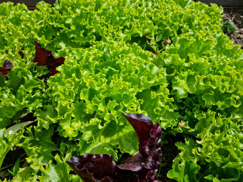 Potager avec semis et belles plantes de salades dans la terre. Esth&eacute;tique vert, format paysage.