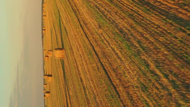Aerial View Of Summer Hay Rolls Straw Field Landscape In Evening. Haystack, Hay Roll in Sunrise Time. Natural Agricultural Background Backdrop Harvest Season