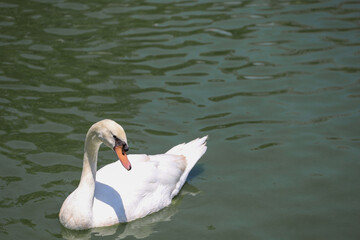 Close up White swan is cute in river