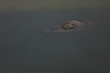 Close up salt crocodile is show head in river