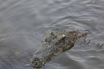 Close up salt crocodile is show head in river