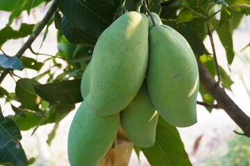 Mahachanok, Rainbow Mango Mangifera indica L. Mango fruit tree