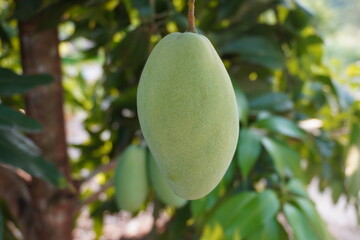 Mahachanok, Rainbow Mango Mangifera indica L. Mango fruit tree