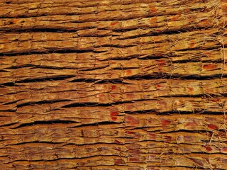 Texture of palm bark macro. Palm tree large trunk detailed structure background and texture of...