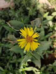 Flowers photo