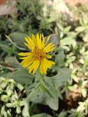 sunflower in the garden