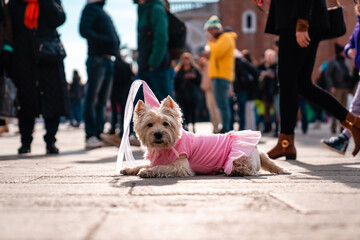 Charming dog in a pink dress and bridal veil stands out on a busy street, bringing joy