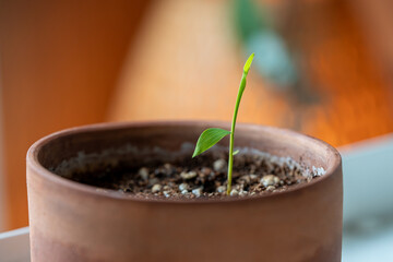 Closeup of Bamboo Mosso seedling planted in small flower pot growing at home. Germination of...