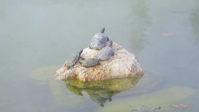 4 turtles cool themselves down on a rock sticking out of a warm thermal pond emitting vapor in winter.