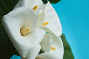 Fototapeta na wymiar calla lilies, a bouquet of white flowers. background for the design of holidays.