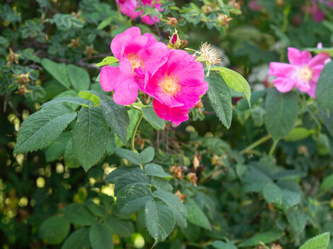 Beautiful pink roses, French rose, Rosa gallica, rose of Provins, blooming in summer, old European cultivar, green foliage, close up copy space