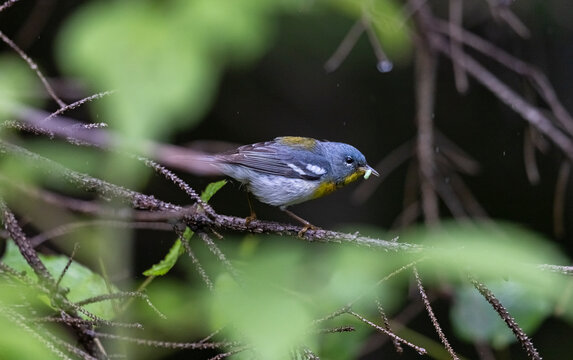 Northern Parula 