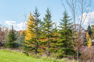 Fototapeta na wymiar Pine trees public park in the autumn season