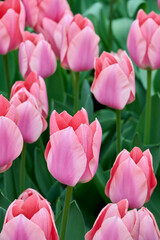 Fototapeta premium pink tulip Apricona in the field, with green leaves