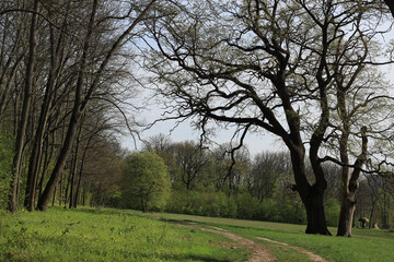 Trees in the park in spring