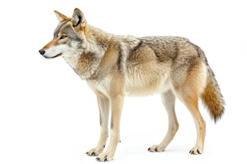 Wolf wolf animal mammal.