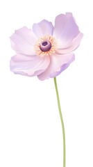 Delicate Japanese Anemone Blossom in Watercolor Digital Painting Style Against Clean Background - obrazy, fototapety, plakaty
