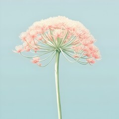 Delicate Queen Anne s Lace Flower in Soft Watercolor Hues - obrazy, fototapety, plakaty