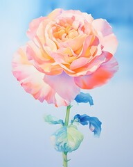 Delicate Watercolor Rose Bloom Captivating Ethereal Floral Artwork Serene Dreamy Nature Aesthetic Botanical Display - obrazy, fototapety, plakaty
