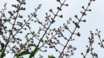 Bunches of flower buds in a tree