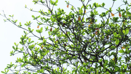 Green leaves of a tree shining in the sunlight