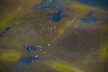flamingos in the water