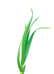 Green Onion on transparent background.