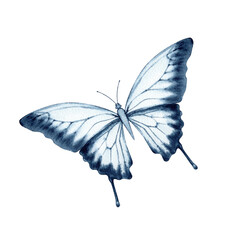 Blue butterfly in blur monochromatic color. Elegant realistic Australian Ulysses Swallowtail moth. Watercolor illustration on transparent background. Hand drawn insect animal book or card designs © Svetlana