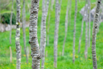 Field with many birch trees with selective focus