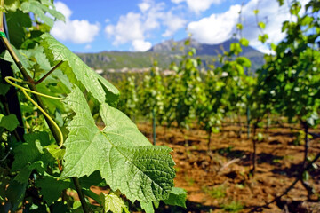 Fresh green leaf of a grapevine close-up against the background of a Montenegrin vineyard