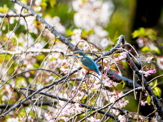 桜にとまるカワセミ