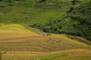 Harvest time at the stunning rice terraces of Mu Cang Chai, Yen Bai, Vietnam