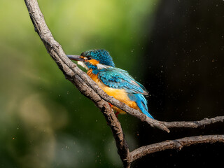 木の枝にとまるカワセミ