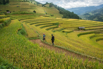 Scenes from the rice harvest, Mu Cang Chai, Yen Bai, Vietnam