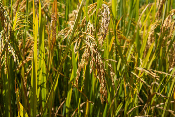 Harvest time at the stunning rice terraces of Mu Cang Chai, Yen Bai, Vietnam