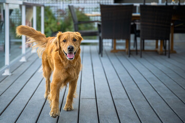 2023-12-31 A MATURE GOLDEN RETRIEVER WITH BRIGHT EYES RUNNING TOWARDS THE CAMERA ON A DECK WITH A...