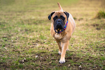 2024-03-04 A LARGE BULLMASTIFF WITH BRIGHT EYES WALKING ACROSS A GRAS FIELD WITH A COLORFUL COLLAR...
