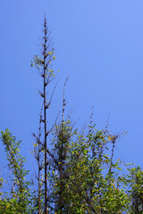 Tall bamboo plants and blue sky