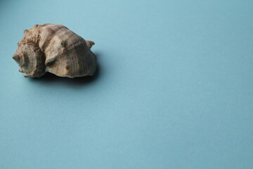 a shell in the background. Place for the inscription. Blank for a business card. space for text. Tour company. Traveling.