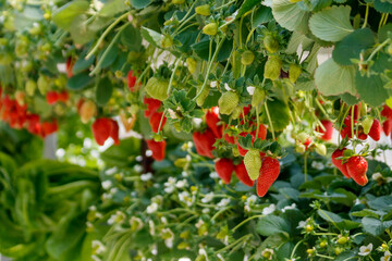 Strawberry bushes with ripe and unripe berries and flowers growing in greenhouse