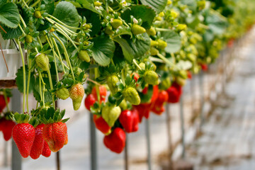 Ripe and unripe strawberries with green leaves growing in greenhouse