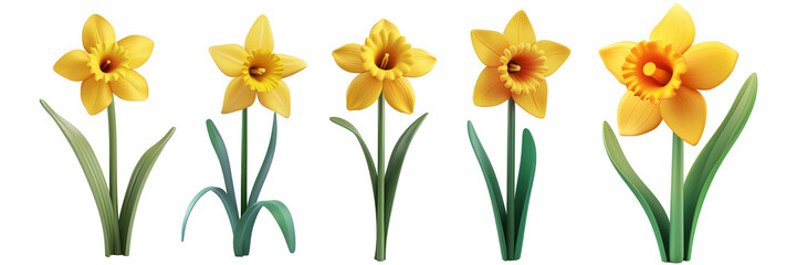 PNG daffodil 3d icons and objects collection, in cartoon style minimal on transparent, white background, isolate