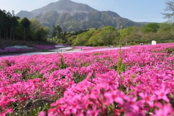 秩父　羊山公園　芝桜
Chichibu, Yozan Park, turf cherry blossoms